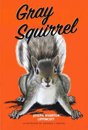 Grey Squirrel