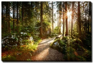 Sunlit Forest Wall Canvas 30 x 45