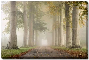 Beech Trees in Autumn Wall Canvas 22X28