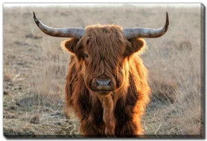 Scottish Highlander Canvas Art 30"x45"