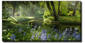 Early Sunshine Bluebells 20"x 40"