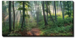 Natural Beech Canvas 20"x40"
