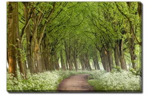 Cow Parsley Curve Canvas 22"x28"