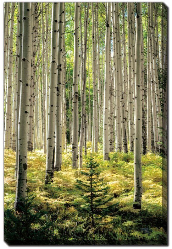 128-2998 Product Image 1