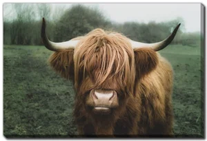 Canvas Longhorn Cow 30" x 45"
