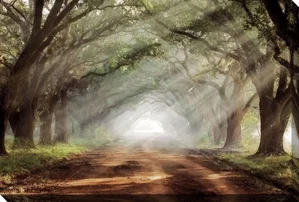 Canvas Evergreen Plantaion 22" x 28"