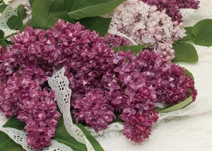 Magnet Lilacs & Lace when sold out