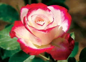 Magnet Red Edged Roses