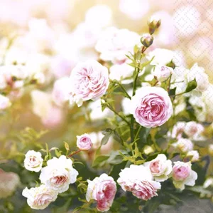 Rose Dream - Luncheon Napkin