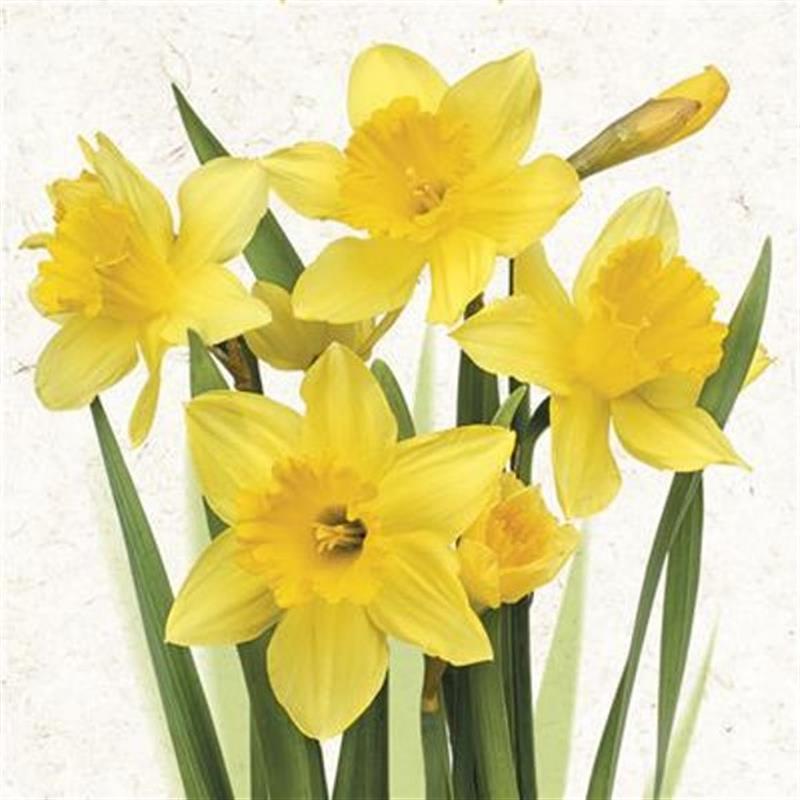 Image of Paper Napkins Daffodils