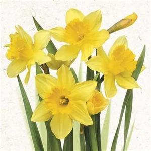Paper Napkins Daffodils