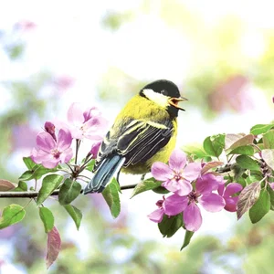 Napkins Spring Bird 20 Pk