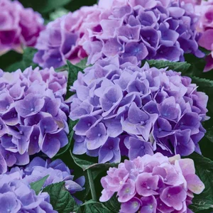 Napkins Lilac Hydrangea 20 Pk