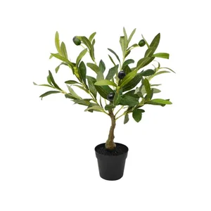 Olive Tree