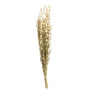 Dried White Larkspur Bundle