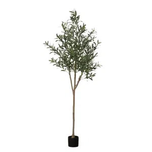 Large Potted Olive Tree