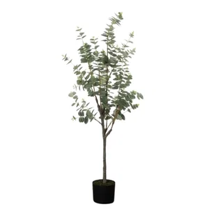 49" Eucalyptus Tree
