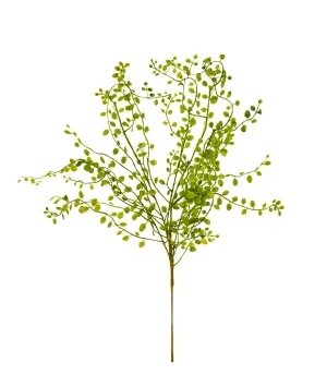 Branch Muehlenbeckie Green
