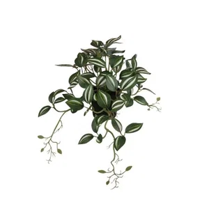 Hanging Plant