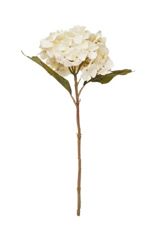 Hydrangea Branch