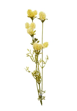 Wild Flowers Branch
