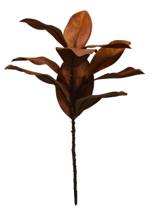 Magnolia Leaves Bunch
