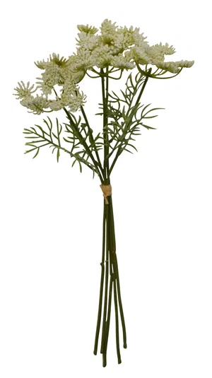Queen Anne's Lace Bunch