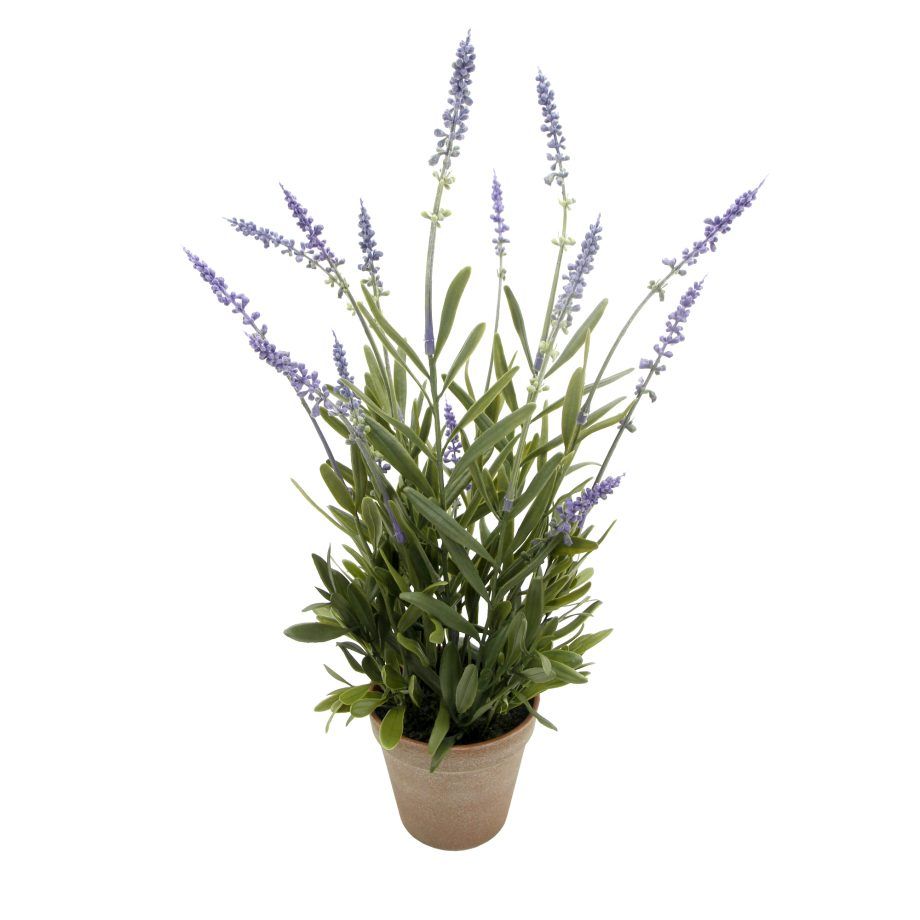 Image of Potted Lavendar 19′ Lilac in 4′ Vintage Pot