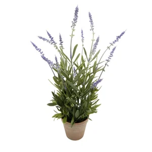 Potted Lavendar 19" Lilac in 4" Vintage Pot