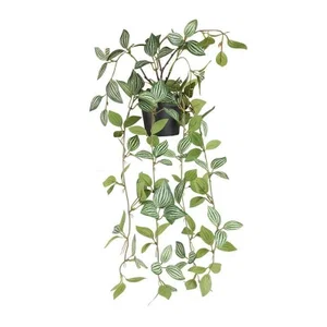 Long Haning Plant