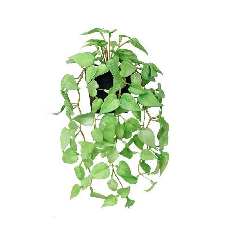 Image of Hanging Plant Vine