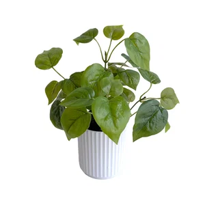 Ivy Plant