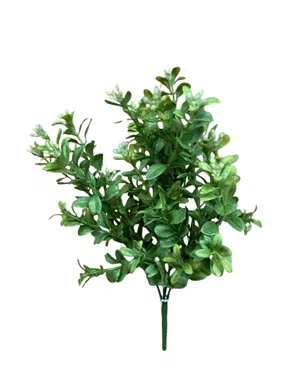 12" Common Boxwood Bush