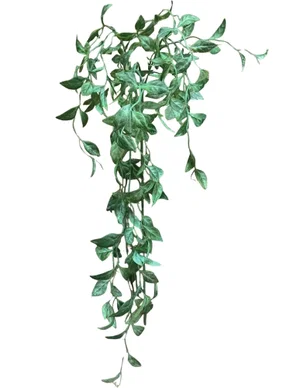 42" Pereskia Aculeata Hanging Spray