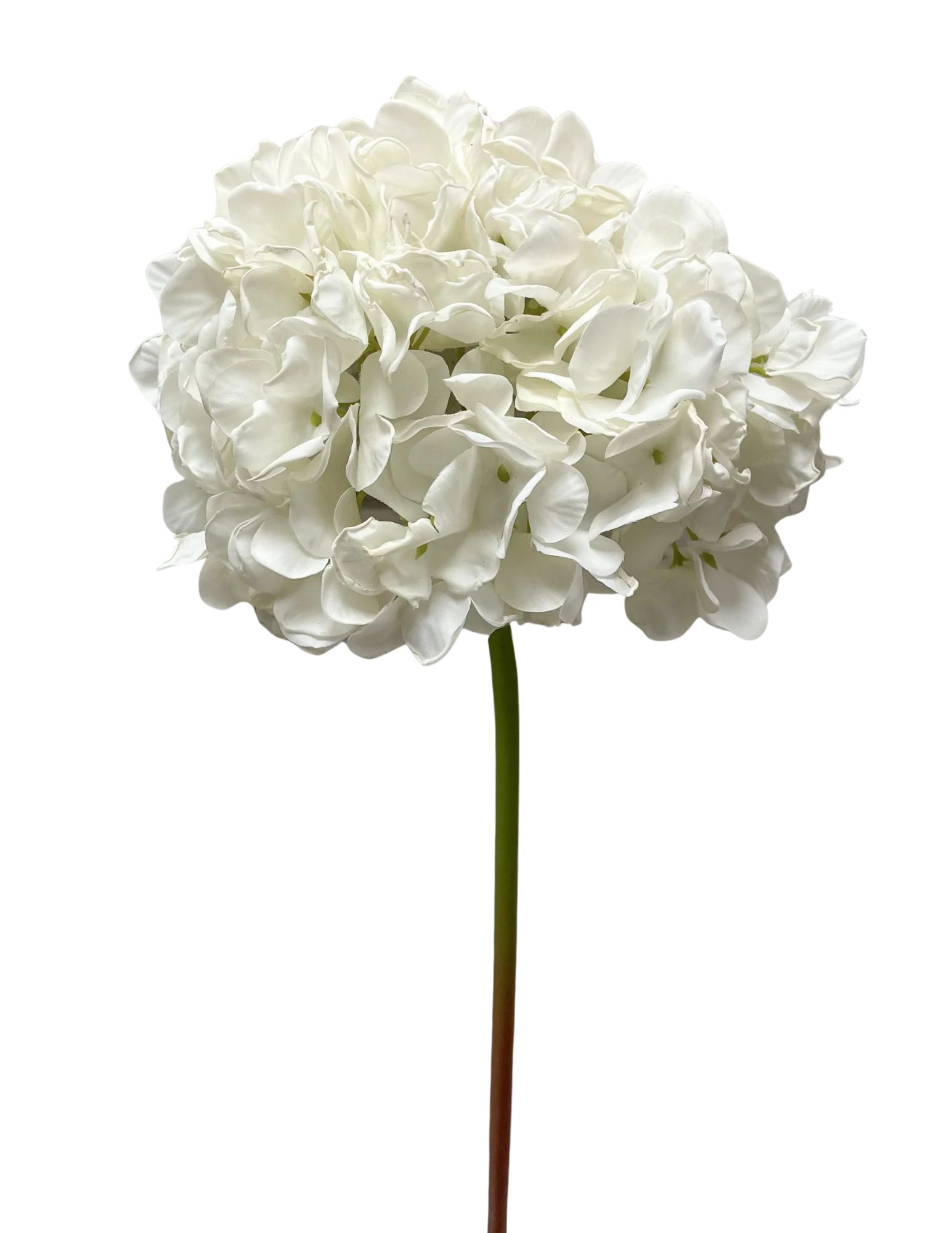 Image of 23′ White Dried Look Hydrangea Stem