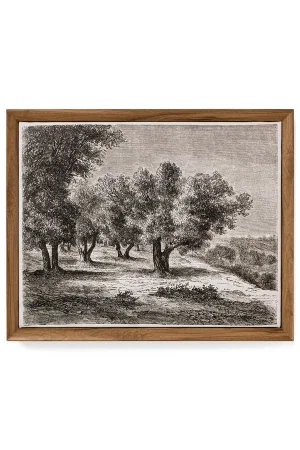 Wall Art Framed Canvas Print Olive Trees