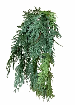 29" Northern White Cedar Hanging Bush