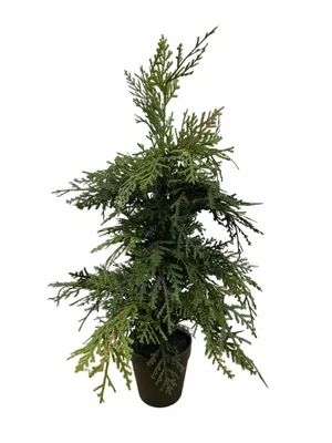 19.5" Northern White Cedar Tree in Black Pot