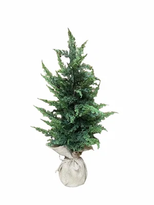 26" Eastern Red Cedar Tree
