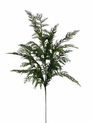 40" Cypress Spray