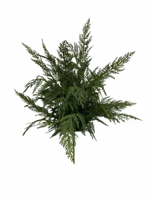 24" Cypress Bush