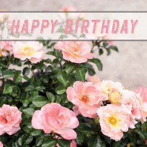 Card Individual Happy Birthday Jeremiah 29:11