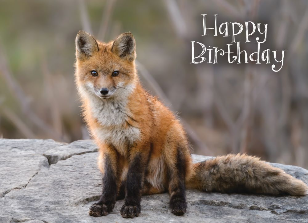 540-0141 Product Image 4