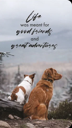 Adventure Friends Premium Note Cards 3 pk.