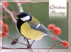 Winter Cheer Boxed Christmas Cards 12 pk.