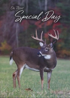 Wild Animal Babies Birthday - Boxed Greeting Cards