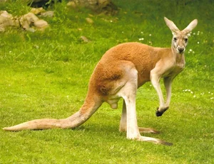 Attendance Chart - Kangaroo Kountry