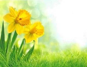 Attendance Chart - Daffodils