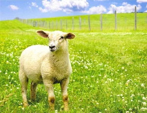 Attendance Chart - Sheep Meadow