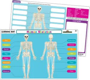 Human Skeleton Learning Mat